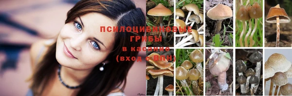 прущие грибы Беломорск